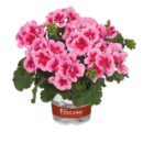 Pelargonia zonala новая