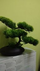 Bonsai in ghiveci B346 25*20cm (5)