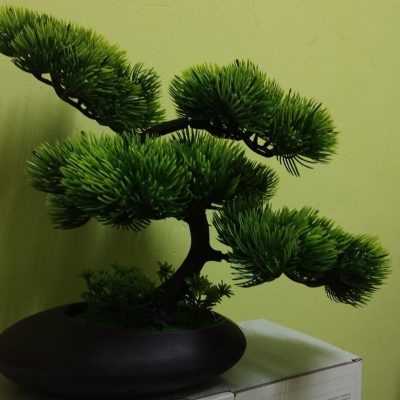 Bonsai in ghiveci B346 25*20cm (5)
