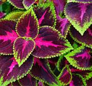 COLEUS 06029590