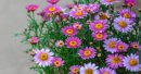 Argyrantemum 00005280