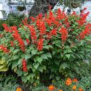 SALVIA splendens