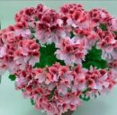 Pelargonia regala00005458