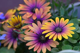Osteospermum 060290590