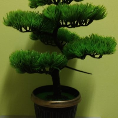 Bonsai in ghiveci B611 40*8cm (6)