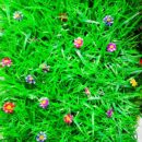 Панно декоративное Verdeata+ Flori 40*60cm